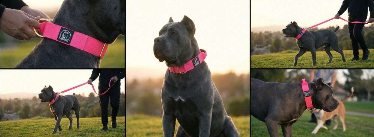 Collar  para Perros 3.8 cm – Cane Corso, Pitbull & Rottweiler