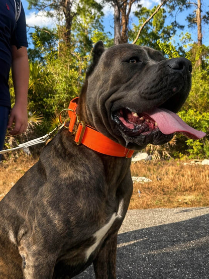 Dog Collar 5 inch – Cane Corso, Pitbull & Rottweiler