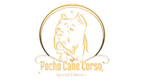 Pocho Cane Corso