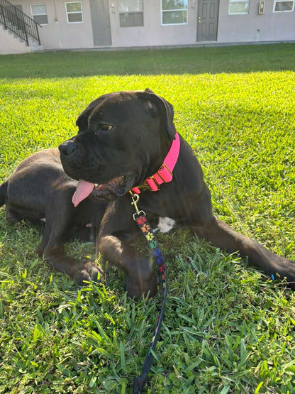 Dog Collar 5 inch – Cane Corso, Pitbull & Rottweiler