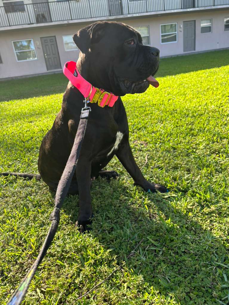 Dog Collar 5 inch – Cane Corso, Pitbull & Rottweiler