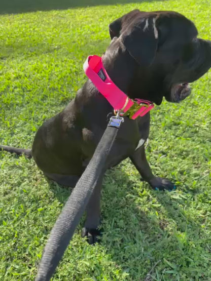 Dog Collar 5 inch – Cane Corso, Pitbull & Rottweiler