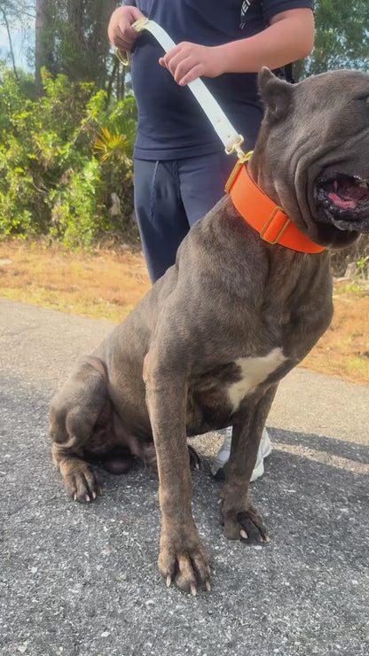 Dog Collar 3.8 inch – Cane Corso, Pitbull & Rottweiler